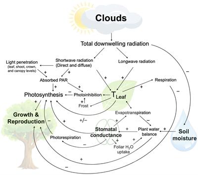 Clouds and plant ecophysiology: missing links for understanding climate change impacts